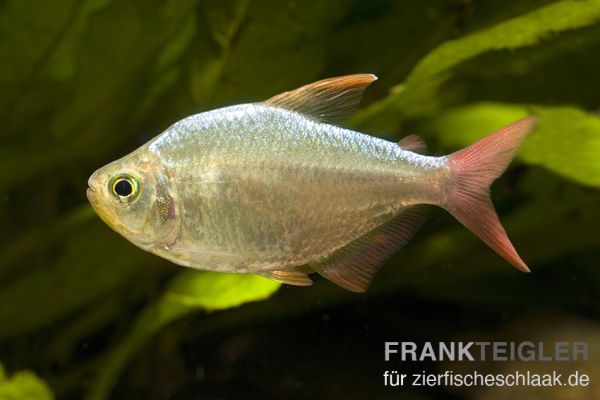 Rotblauer Kolumbianer - Hyphessobrycon columbianus